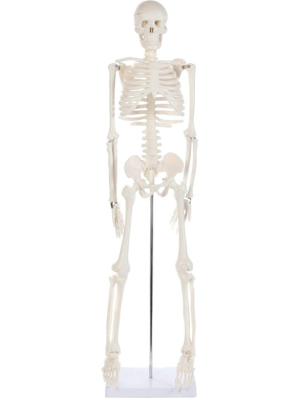34" Human Skeleton Model with Movable Arms & Legs, Detailed Bones for Education